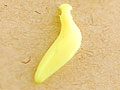 v-lcbw237